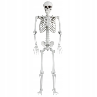 SKELETON BONEBODY 165 cm HALLOWEENSKÉ DEKORÁCIE